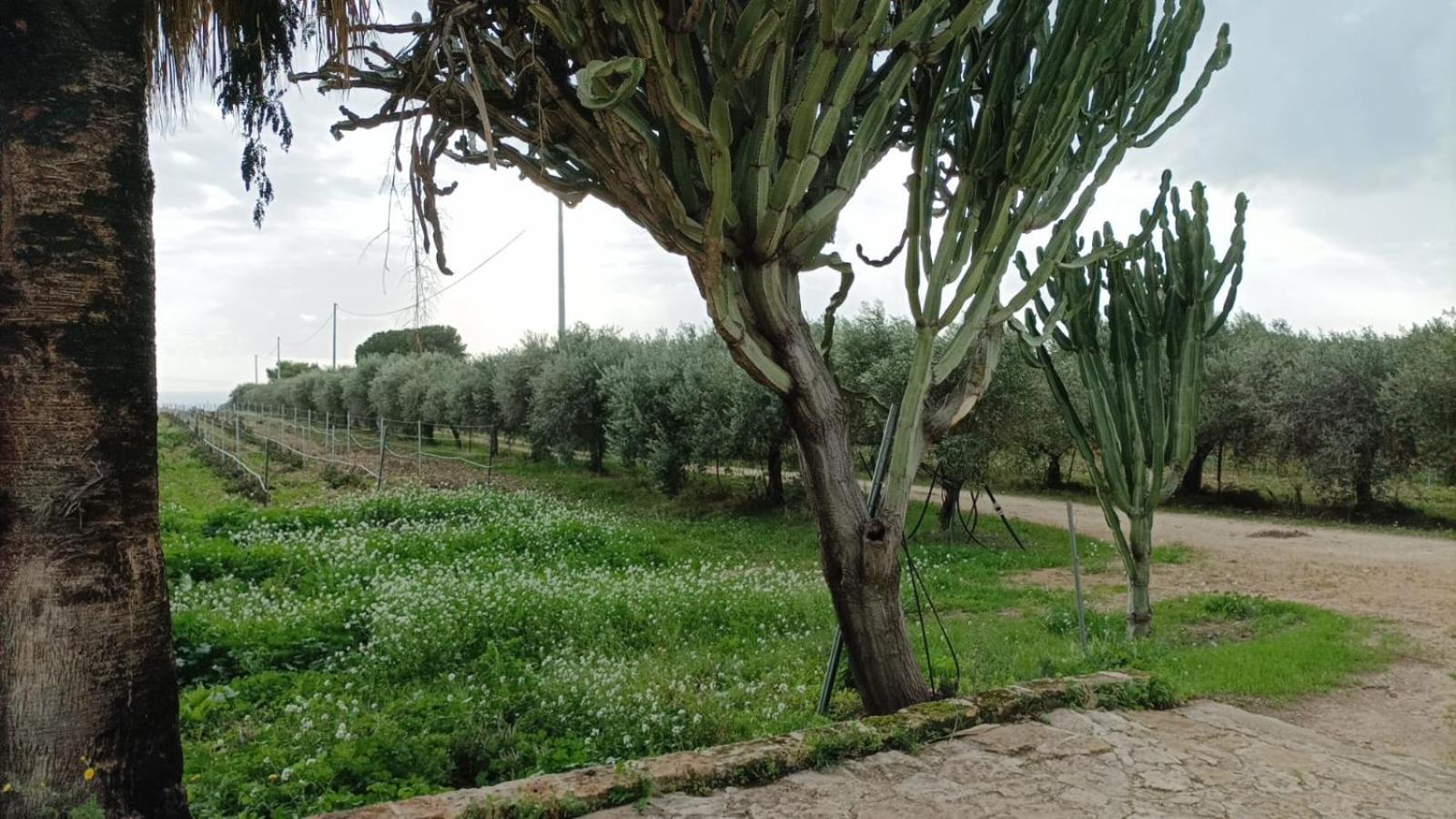 Casa Bouganville Villetta Tra Le Vigne E Il Mare Menfi Exterior foto